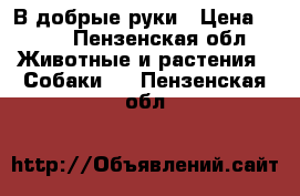 В добрые руки › Цена ­ 100 - Пензенская обл. Животные и растения » Собаки   . Пензенская обл.